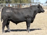 LOT 48 - QRF23U323