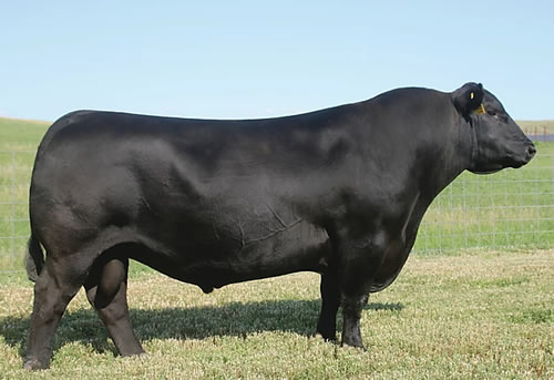 Raff Angus sire