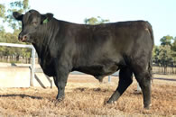 Raff Angus King Island - Sires